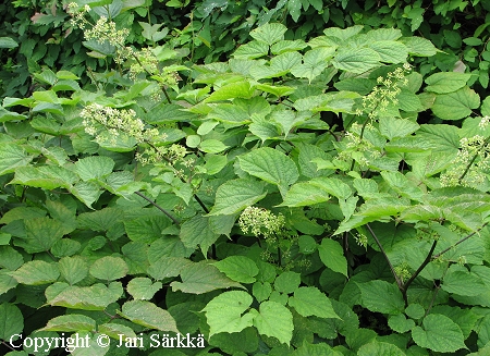 Aralia racemosa, terttuaralia